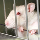 Illustration for article titled Life-Saving Drug More Accessible To Lab Rat Than Majority Of Americans